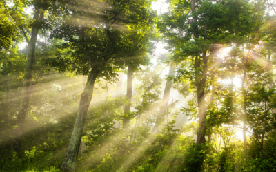 Heal: Simple Rhythms to Energize Your Day